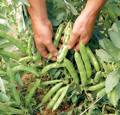 WANCY Broad Bean 'The Sutton' Seed(25 per packet)