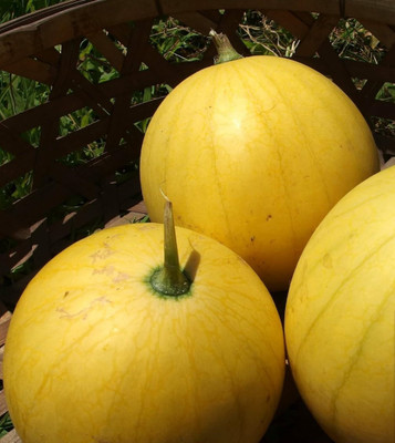 Biosnyg F1 Hybrid Golden Midget Watermelon Fruit Seeds For Planting-(100 Seeds) Seed(100 per packet)
