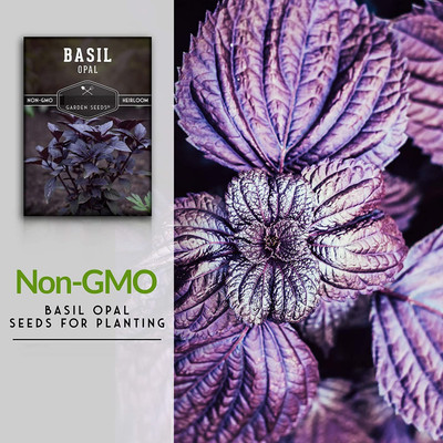 WILLVINE VVI-88 Sweet Basil Dark Opal Seed(1000 per packet)