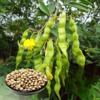 Lorvox Pea Early Onward Seed(125 per packet)