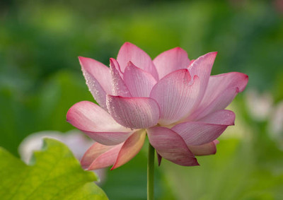 jui halder lotus,kamal gatta Seed(11 per packet)