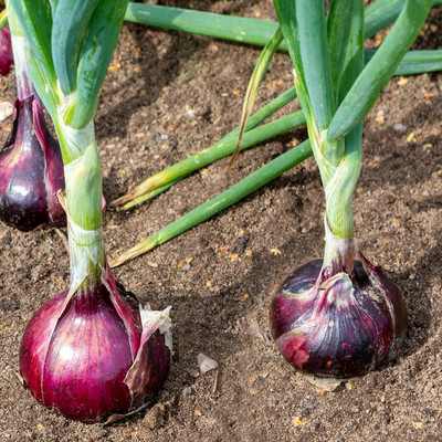 KNESSiN High Yield Red Creole Onion Seeds For Gardening-(1200 Seeds) Seed(1200 per packet)
