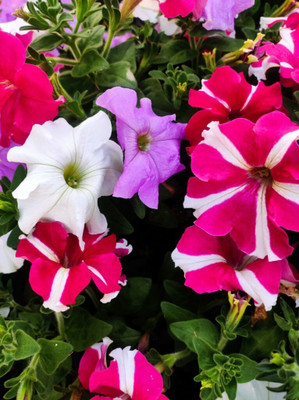 the green dotcom Hybrid petunia mixed flower Seed(35 per packet)