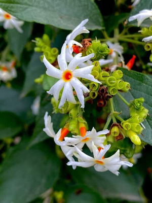Aywal Harsingar/Parijat/ Parijaat/ Night Jasmine/ Nyctanthes Arbor/Harsringar Seed(10 per packet)