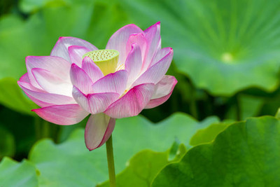 ORAKLE lotus,kamal gatta Seed(14 per packet)