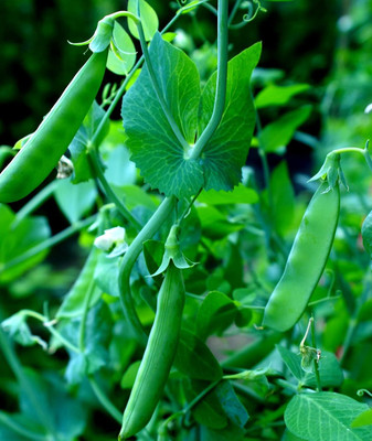 Qualtivate HUA-8A Sugar Snap Pea for Planting Seed(200 per packet)