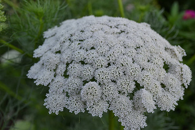 CYBEXIS XLR-40 - Ammi Green Mist False Queen Anne's Lace - (540 Seeds) Seed(540 per packet)
