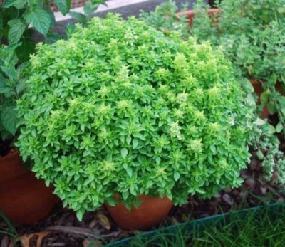 WILLVINE XL-38 Basil, Spicy Globe Herb Seeds Seed(1000 per packet)