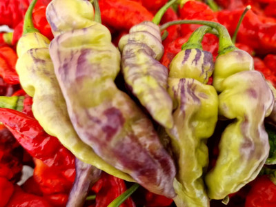 KNESSiN FruitGum Multicoloured Chilli Seeds for Terrace Gardening-(1200 Seeds) Seed(1200 per packet)