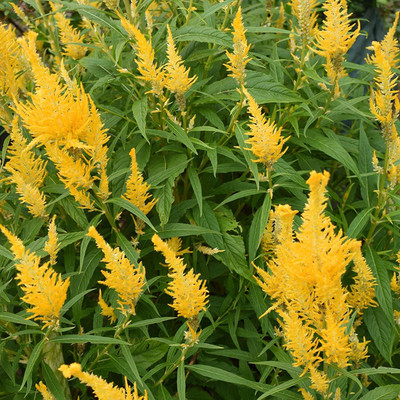 Lorvox COLORFUL Mixed CELOSIA Flower Seed(20 per packet)