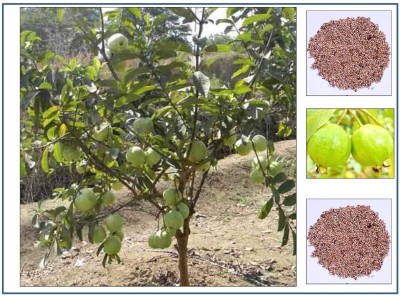 ActrovaX Amrut Fruit - Giant Guava Fruit - Dwarf Plant Fruit [100 Seeds] Seed(100 per packet)