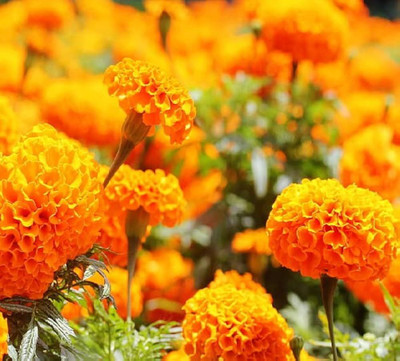ibains Marigold flower seed Seed(67 per packet)