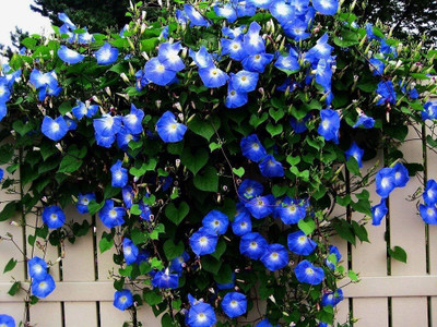 the green dotcom Morning Glory Flower Seed(60 per packet)