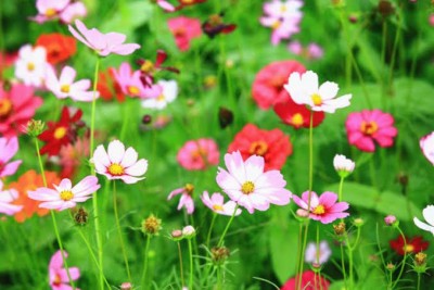 Greenfall Cosmos Flower Seeds - Mixed Color - Pack of 40 Seeds Seed(30 per packet)