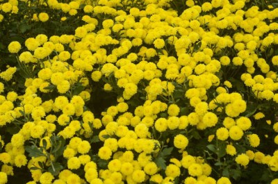 megoodluk marigold,gende ka phool seeds Seed(21 per packet)