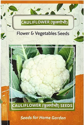 WILLVINE SCI -XII Cauliflower , Phool Gobhi Vegetable[1g, 300 Seeds] Seed(300 per packet)