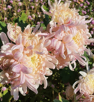 Quentova Chrysanthemum Flower-7R-RJ Seed(100 per packet)
