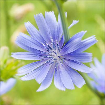 WILLVINE ™ Chicory / Italian Dandelion (Cichorium intybus)-2000 SEEDS Seed(2000 per packet)