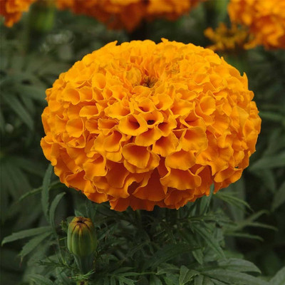 BDSresolve Marigold flower seeds hybrid/Marigold seeds 136 Seed(136 per packet)