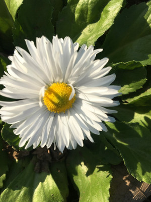 XOLDA Daisy white flower Seed(23 per packet)