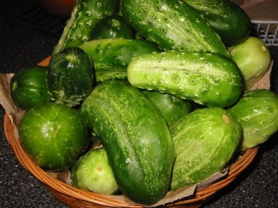 CYBEXIS RODNICHOK Early and Productive Quality Russian Variety Cucumber 500 Seeds Seed(500 per packet)