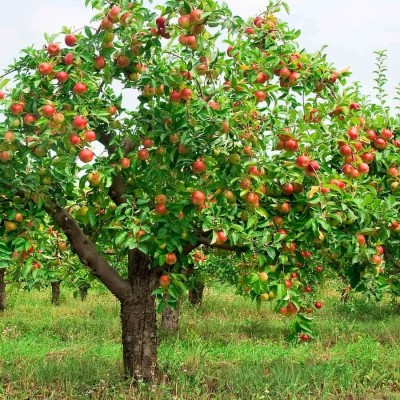 KANAYA Apple Seed(12 per packet)