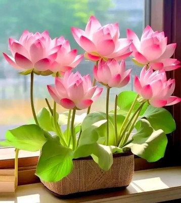 LBS FARMING Lotus flower seeds, Water lily seeds, Kamal flower seeds, Pack of 20 pic Seed(20 per packet)