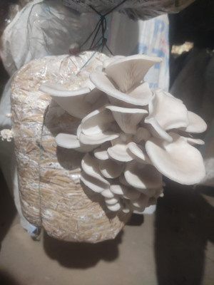 Arko Oyster Mushrooms Spawn / Seeds First Generation High Yield White Mycelium Seed(200 g)