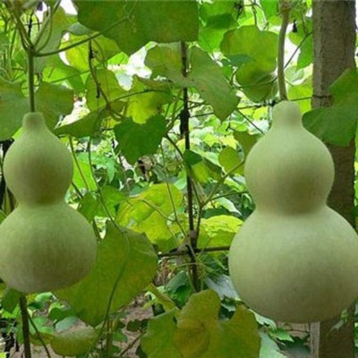 CYBEXIS Non-GMO Bottle Gourd Seeds 400 Seeds Seed(400 per packet)