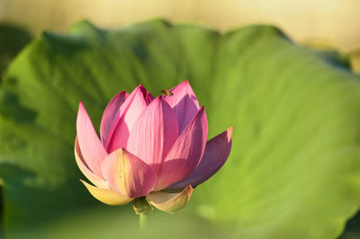 iGrow lotus,kamal gatta Seed(11 per packet)