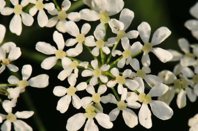 MAA gypsophila flower Seed(50 per packet)