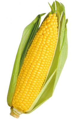 WILLVINE MEH -V Corn Seeds, Premium Non-Treaded Maize-[100g] Seed(400 per packet)