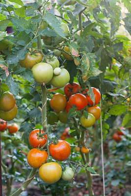 Rudra tomato Seed(130 per packet)
