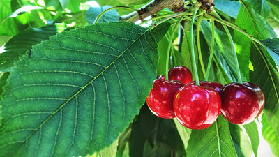 Aywal Maulsari Cherry Seeds For All Season Seed(2 per packet)