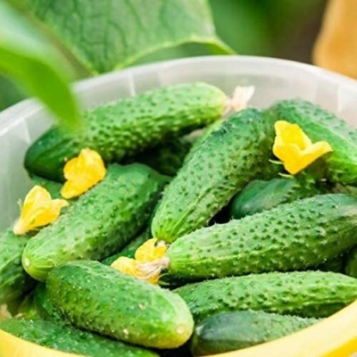 MOTREX Cucumber Parisian Gherkin Pickling Heirloom Vegetable for Planting Non GMO Seed(300 per packet)