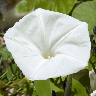 WILLVINE ™ White Moonflower (Ipomoea alba)-100 SEEDS Seed(100 per packet)
