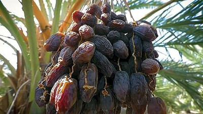 Aywal Date palm/khajur Seed(4 per packet)