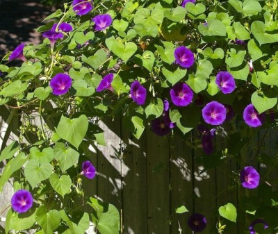 ZIXA Ipomoea purpurea Seed(10 per packet)