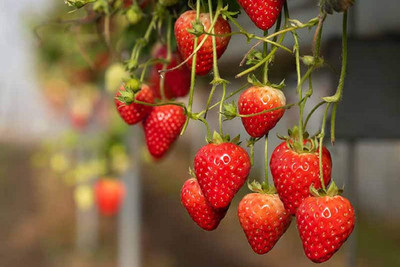 KNESSiN Large Sweet Wonder Strawberry Seeds Perennial Seeds Seed(50 per packet)