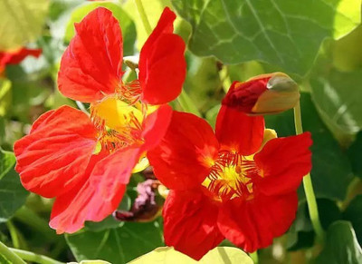 MAA Nasturtium Seed(48 per packet)