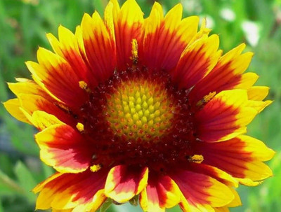 Avysa ARIZONA SUN GAILLARDIA (Blanket Flower Seed(60 per packet)