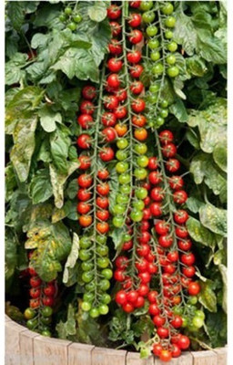 KNESSiN Imported Hybrid Tomato Tsifomandra (Tree Tomato)[400 Seeds] Seed(400 per packet)