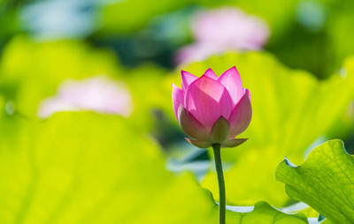 Upjau lotus,kamal gatta Seed(11 per packet)