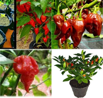 ibains Thai chilli seed beez 41 Seed(41 per packet)