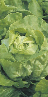 CYBEXIS Seeds of Vegetable Lettuce Clarion (Butterhead)4000 Seeds Seed(4000 per packet)