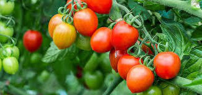 SM Exports Arka Apeksha tomato vegetable seeds 2000 seeds per pack. Seed(2000 per packet)