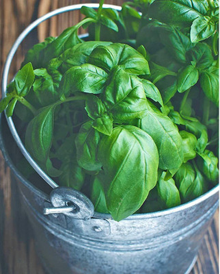 CYBEXIS LX-98 - Sweet Basil Genovese Ocimum Basilicum - (4500 Seeds) Seed(4500 per packet)