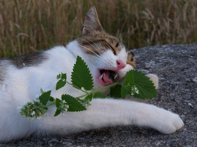 CYBEXIS LX-98 - Catnip Cat Mint Catwort Catswort - (13500 Seeds) Seed(13500 per packet)