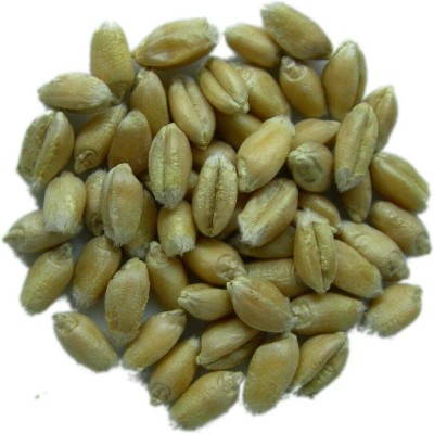 KNESSiN Wheat Red of Bordeaux - Triticum Caesium [2000 Seeds] Seed(2000 per packet)