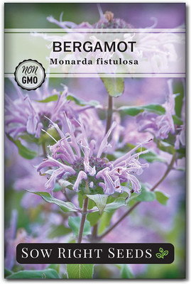VibeX HUA-99 - Bergamot - (1350 Seeds) Seed(1350 per packet)